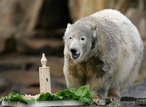 На день рождения Кнут получил пряник