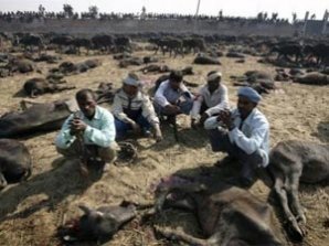 В Непале совершили массовое жертвоприношение