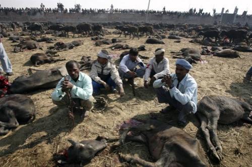 В Непале совершили массовое жертвоприношение