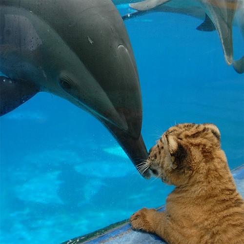 Звериная  дружба не ржавеет