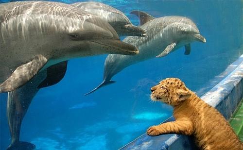 Звериная  дружба не ржавеет