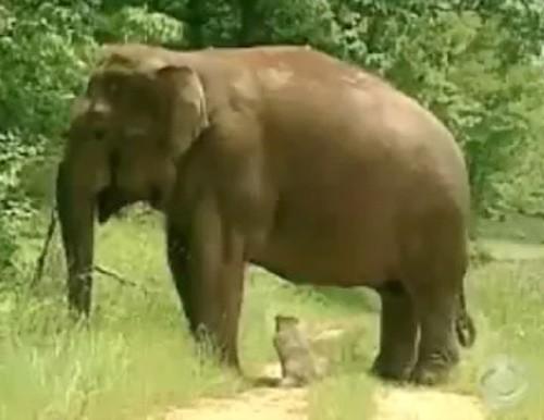 Звериная  дружба не ржавеет