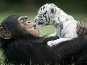 Звериная  дружба не ржавеет