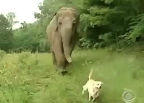 Звериная  дружба не ржавеет