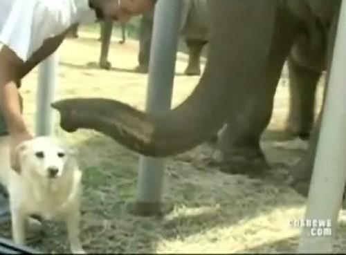 Звериная  дружба не ржавеет