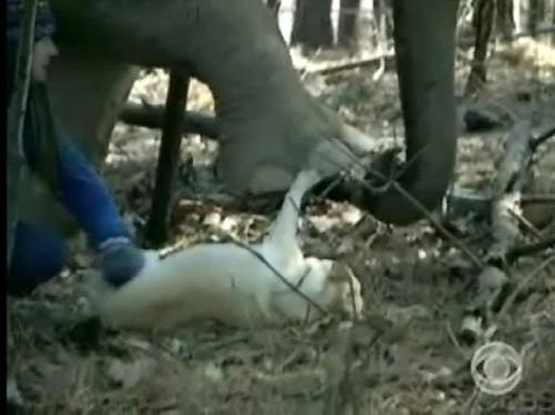 Звериная  дружба не ржавеет