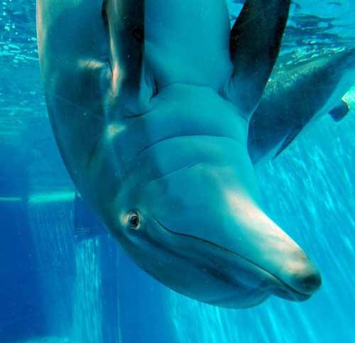 В Америке готовят боевых дельфинов