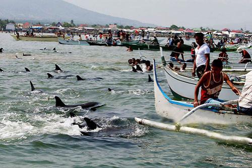 Дельфины пытались совершить массовый суицид