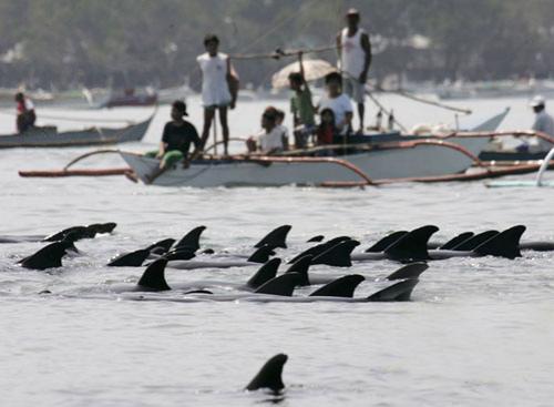 Дельфины пытались совершить массовый суицид