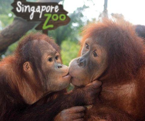 Топ-10 лучших зоопарков мира