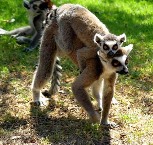 Топ-10 лучших зоопарков мира