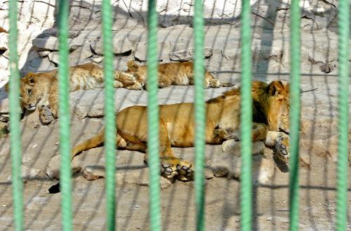 Топ-10 лучших зоопарков мира