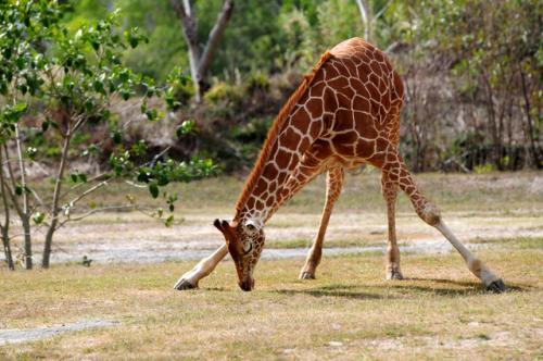 Топ-10 лучших зоопарков мира