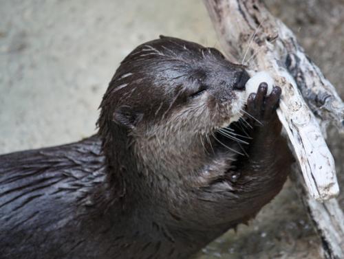 Топ-10 лучших зоопарков мира