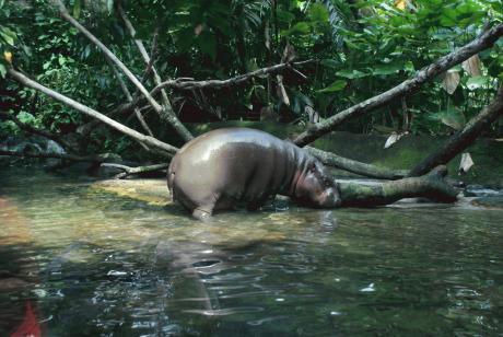 Топ-10 лучших зоопарков мира