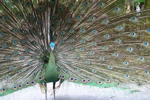 Топ-10 лучших зоопарков мира