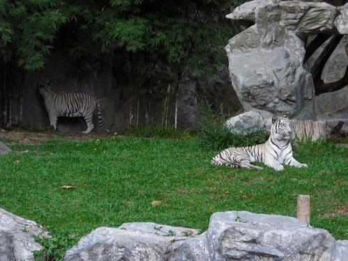 Топ-10 лучших зоопарков мира