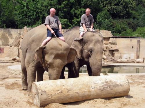 Топ-10 лучших зоопарков мира