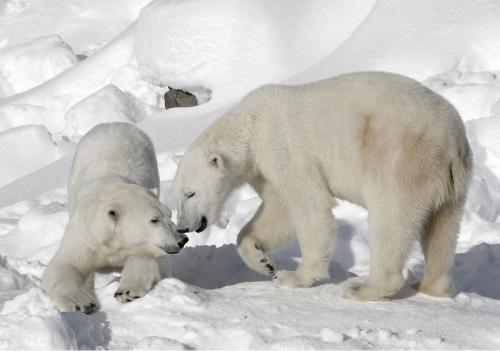 Топ-10 лучших зоопарков мира