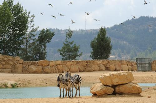 Топ-10 лучших зоопарков мира