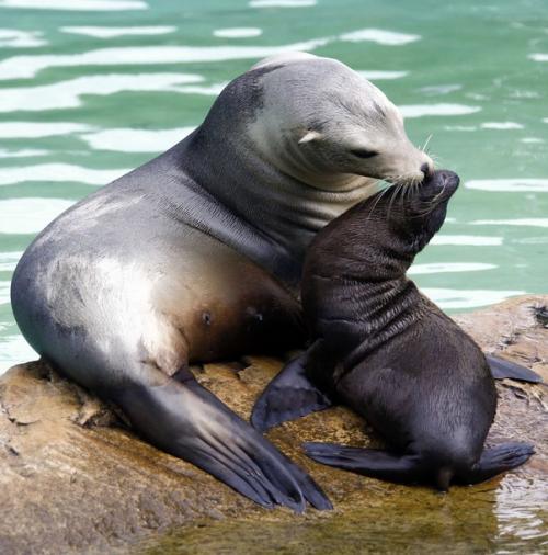 Топ-10 лучших зоопарков мира