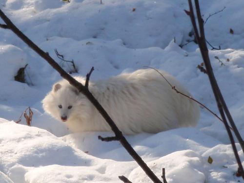 Топ-10 лучших зоопарков мира