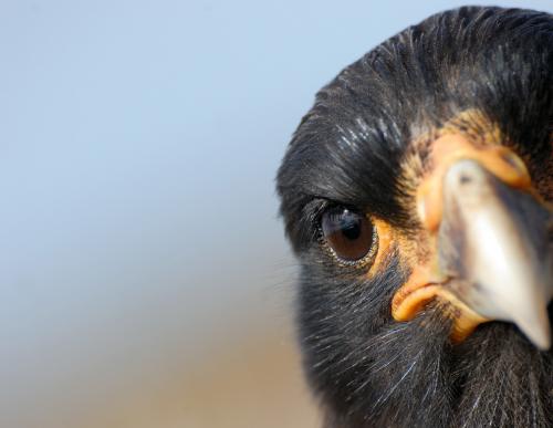 Лучшие фото National Geographic"s 2010