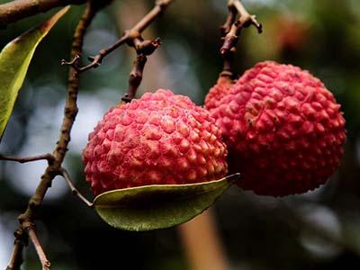 Топ-10 самых необычных фруктов мира