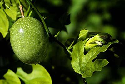 Топ-10 самых необычных фруктов мира