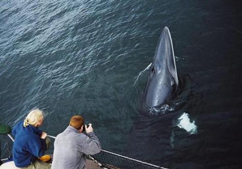 Кит принял яхту за «подружку»