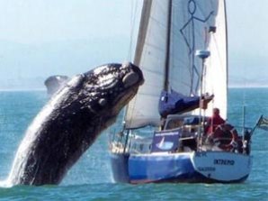 Кит принял яхту за «подружку»