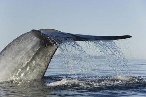 Кит принял яхту за «подружку»