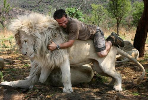 Заклинатель львов: один на один с хищником