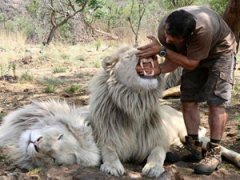 Заклинатель львов: один на один с хищником