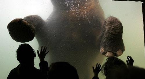 Самые смешные фотографии по версии Агентства Франс Пресс