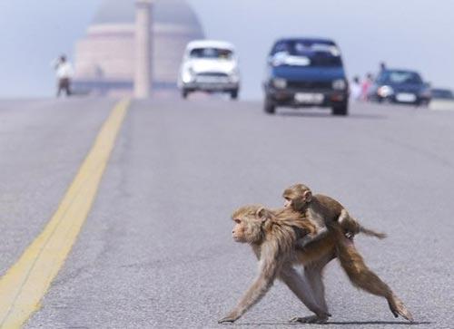 Самые смешные фотографии по версии Агентства Франс Пресс