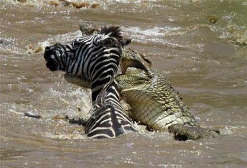 Крокодил поборол зебру