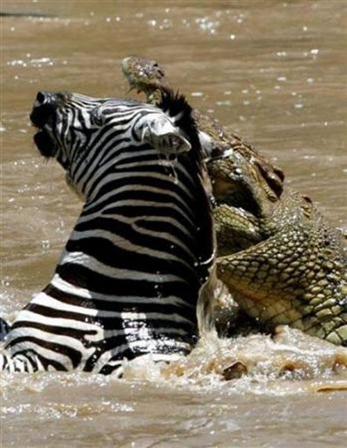Крокодил поборол зебру