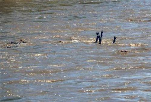 Крокодил поборол зебру