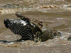 Крокодил поборол зебру
