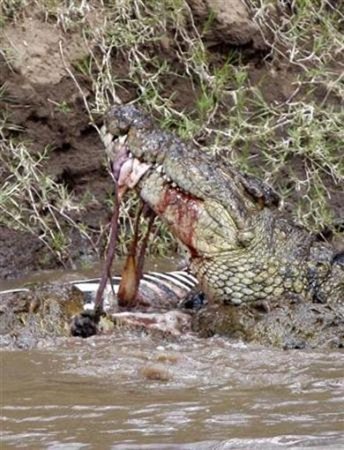 Крокодил поборол зебру