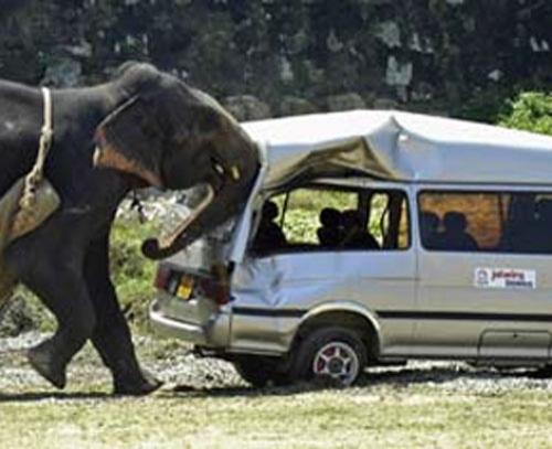 Разъяренный слон напал на автомобиль