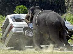 Разъяренный слон напал на автомобиль