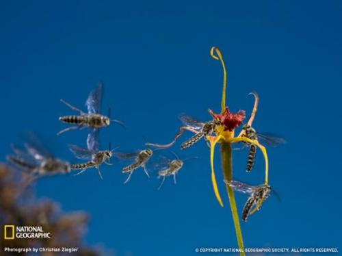 Лучшие фотографии природы от National Geographic 2009