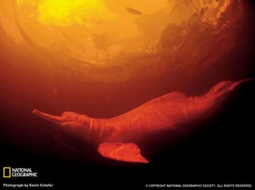 Лучшие фотографии природы от National Geographic 2009