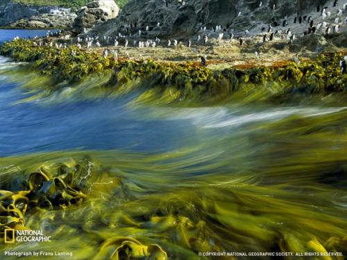 Лучшие фотографии природы от National Geographic 2009