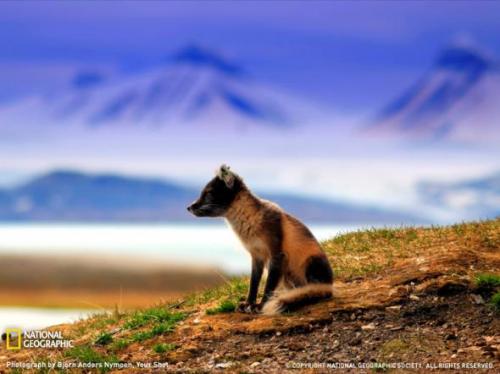 Лучшие фотографии природы от National Geographic 2009