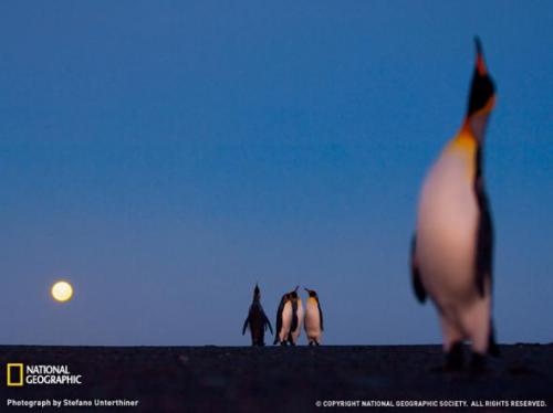 Лучшие фотографии природы от National Geographic 2009