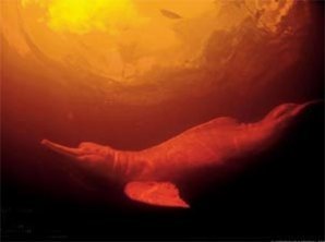 Лучшие фотографии природы от National Geographic 2009