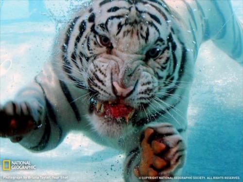 Лучшие фотографии природы от National Geographic 2009